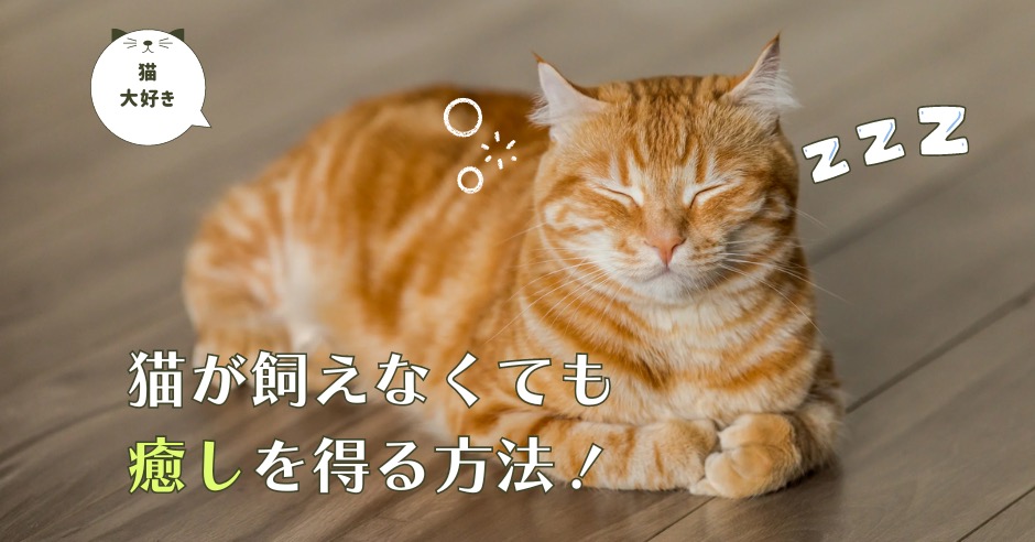 猫を飼えなくても癒しを得る方法